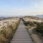 가을 억새 명소 2026｜민둥산·하늘공원 억새축제와 핑크뮬리 수목원·카페 정리